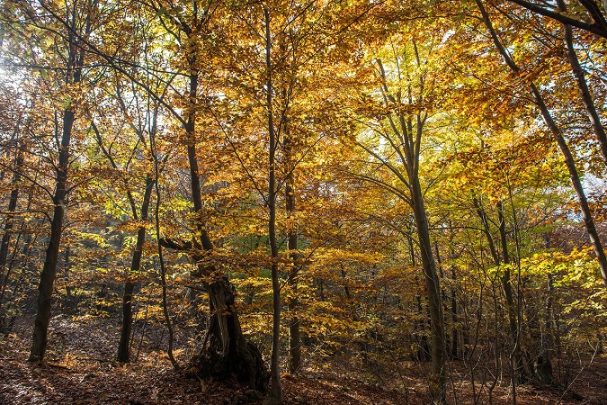 Bosco in autunno
