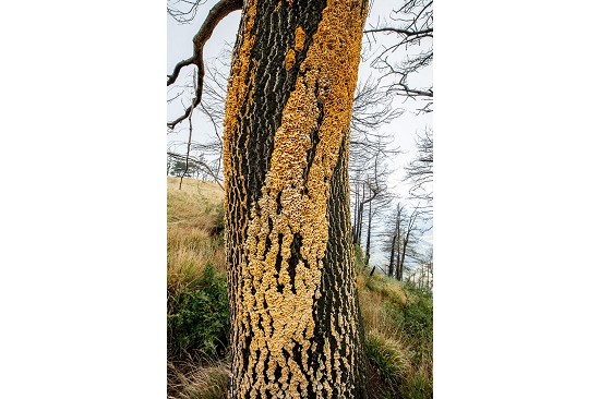 Funghi su tronco
