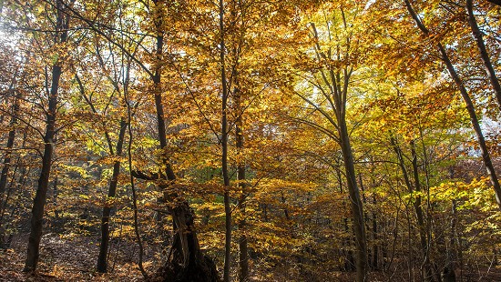 Bosco in autunno