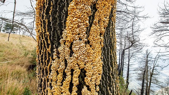 Funghi su tronco