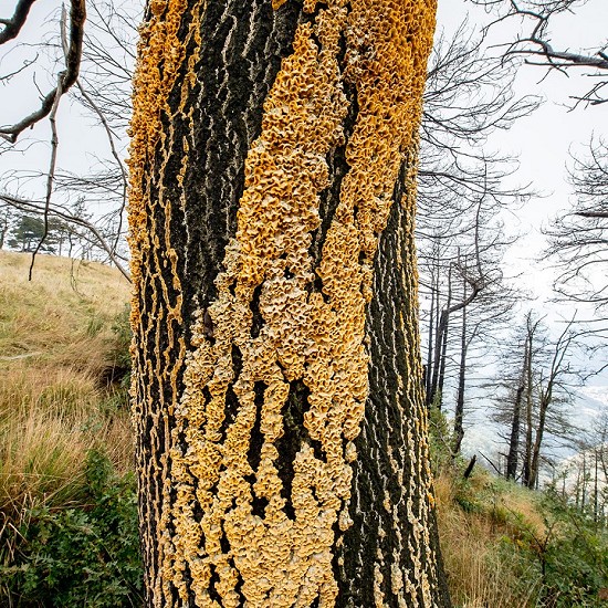 Funghi su tronco